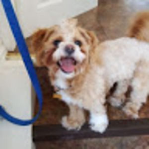 Meet your Posher, Robin